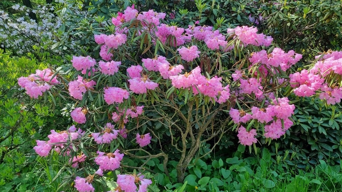 Не трогать сразу и не заливать: как правильно “разбудить” многолетники после зимы - рабочие хитрости