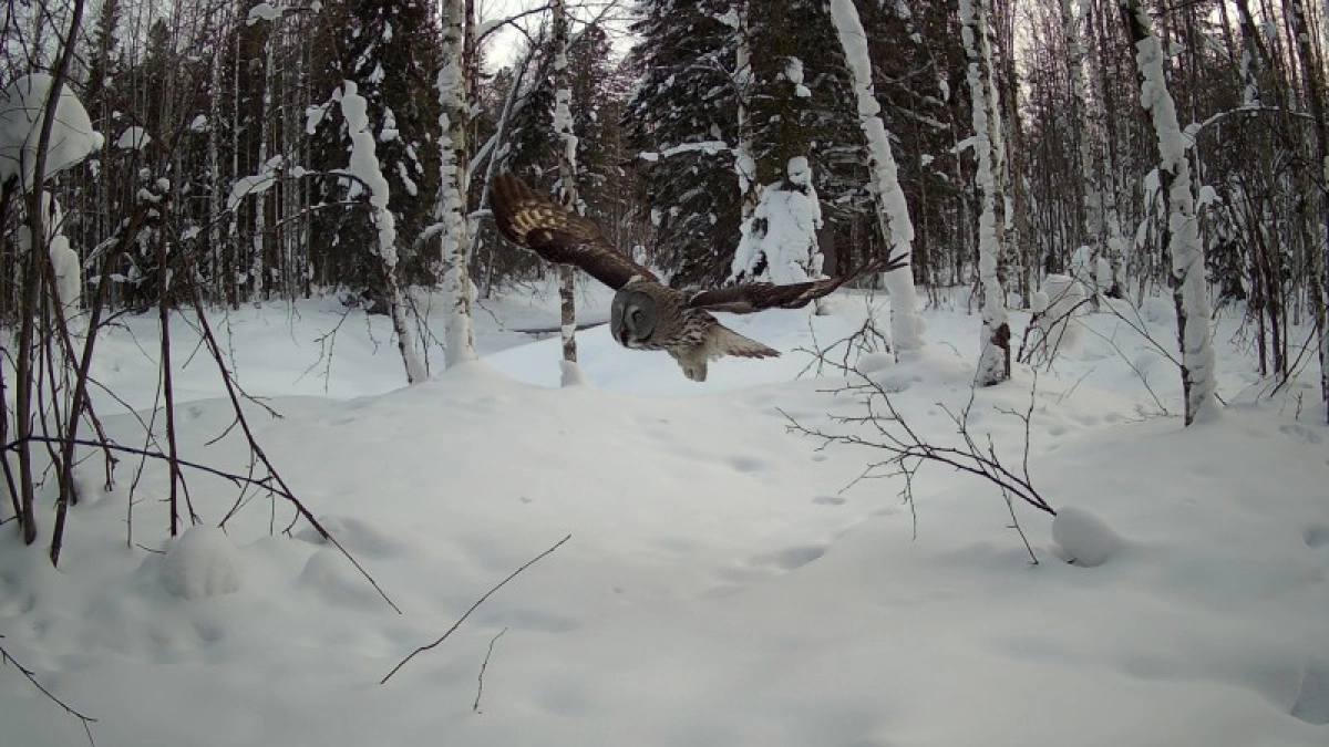 Редкая бородатая неясыть попала в объектив фотоловушки в Коми 