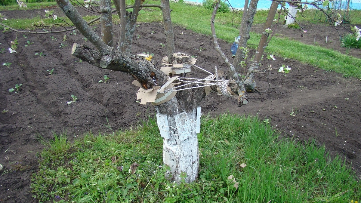 Чем подкормить грушу весной, чтобы получить богатый урожай - важные моменты