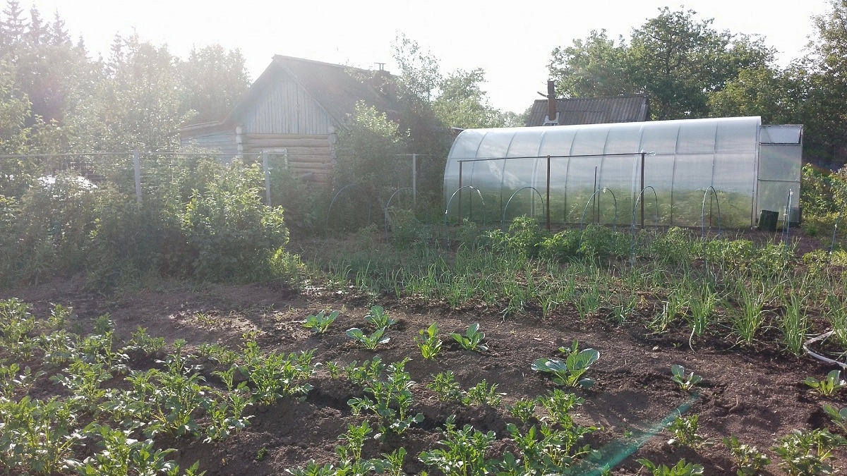 Они просыпаются раньше грядок: какие вредители появляются первыми весной - как с ними бороться