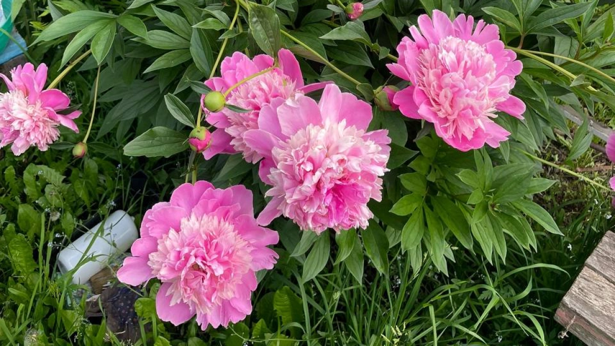 Обрежьте это у пионов прямо сейчас — и цветы будут крупнее тарелки. Простой секрет для идеально прямых стеблей