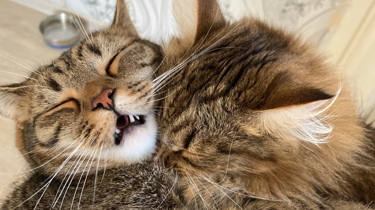 Старики в 7 лет: какой возраст у кошки можно считать еще молодым, а какой уже совсем старым