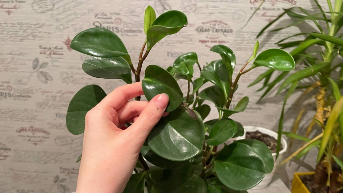 Выпустит ворох веток и листьев размером с блюдце – протрите замиокулькас этим чудо-средством