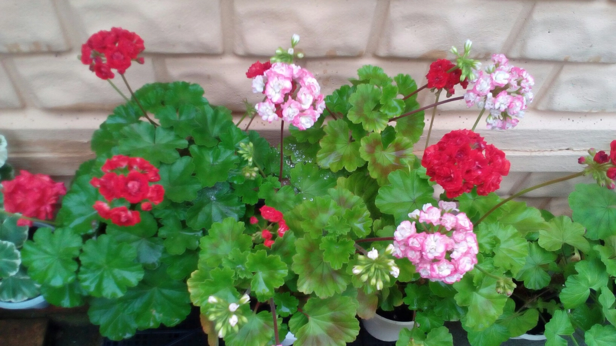 Крошку в горшок — и герань как подменили: листва не желтеет, а бутоны лезут даже на молодых черенках