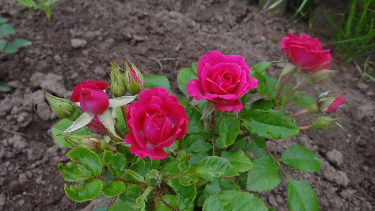 Чайная ложка на 5 литров воды - и через 3 минуты тля осыплется сама: рабочий метод против засилья насекомых на розах