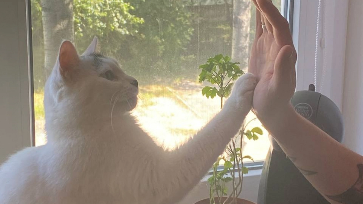 Как кошка показывает, что считает хозяина своей "мамой" или "папой": 7 сигналов кошачьей нежности