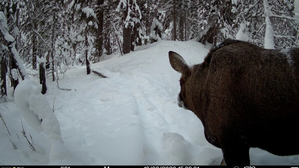 Как фотоловушки в Коми помогают следить за состоянием популяции лосей