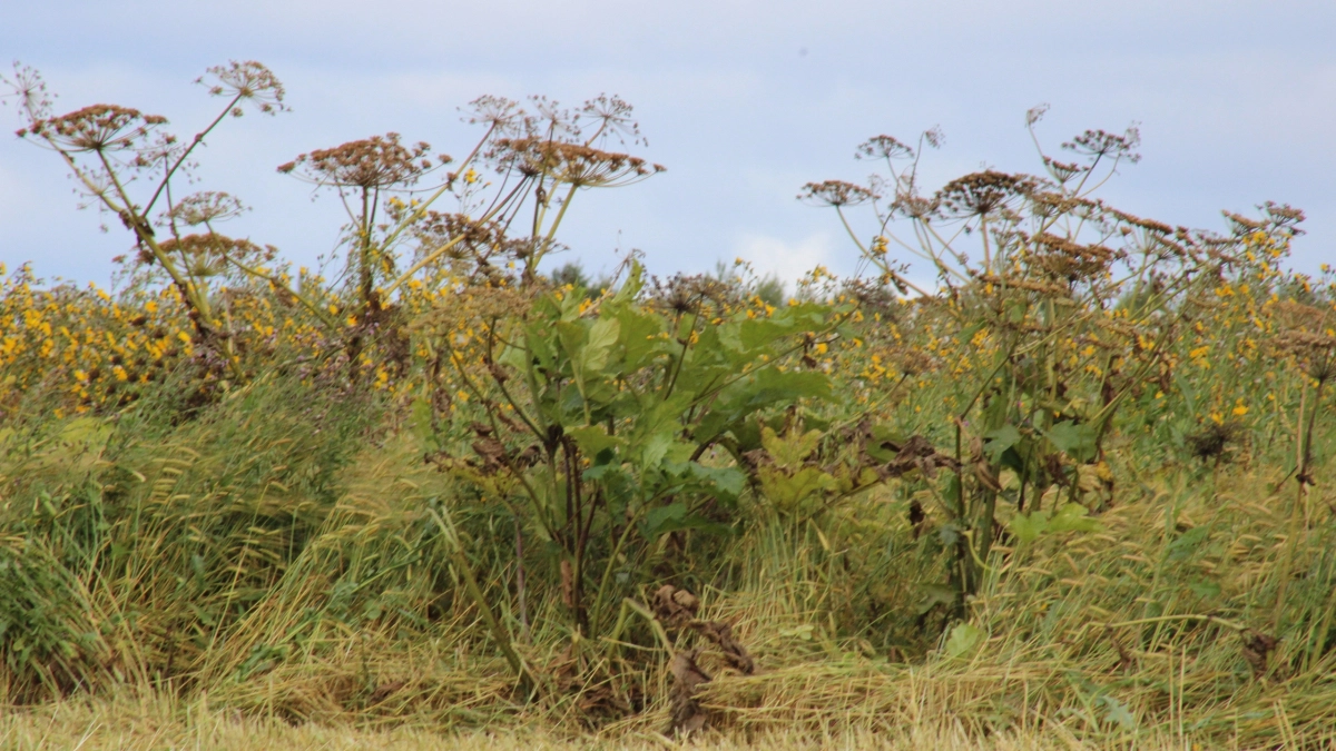 Жителей Коми предупредили о продаже опасного борщевика на маркетплейсах 