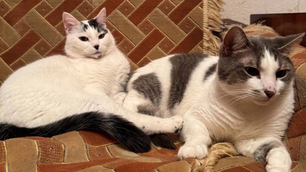 Могут ли кошки дружить между собой - и нужен ли вообще коту сородич