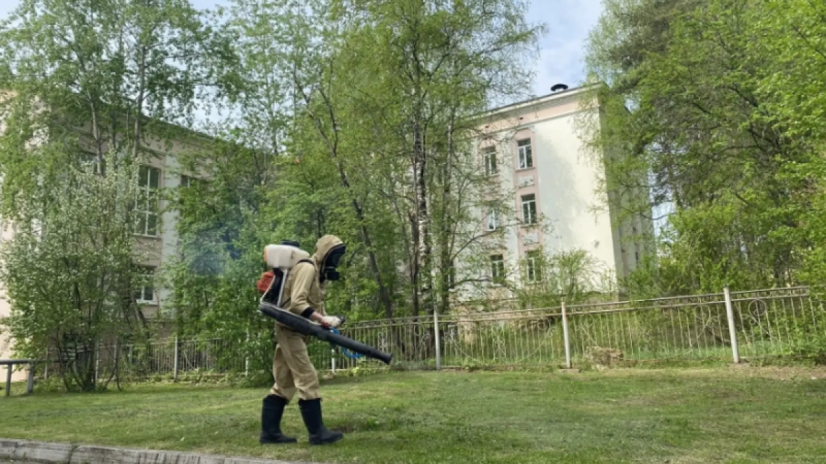 В Ухте началась противоклещевая обработка территорий школ и городских парков