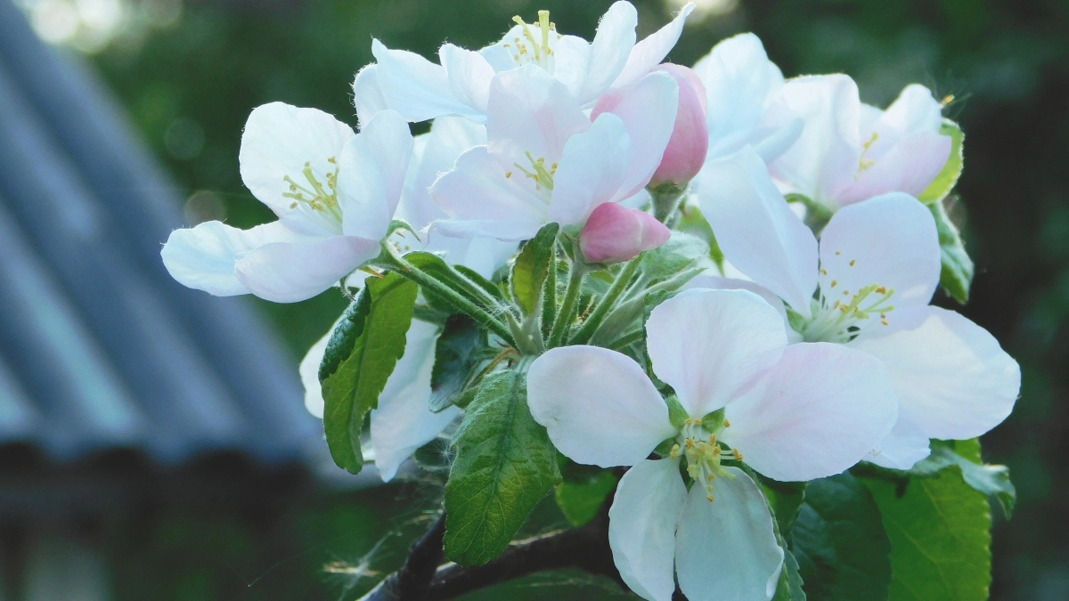 Погода в Республике Коми 8 июня: температурный перепад между районами достигнет 15 градусов