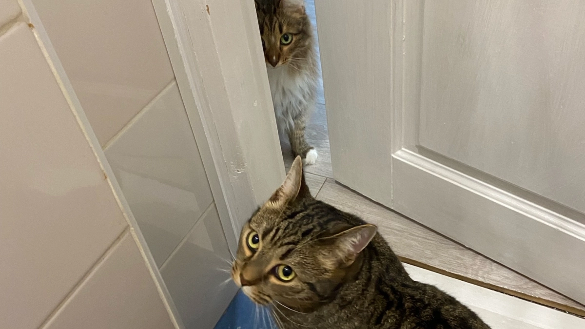Коты делают это только с самыми близкими: 3 сигнала, которые вы могли понимать неправильно