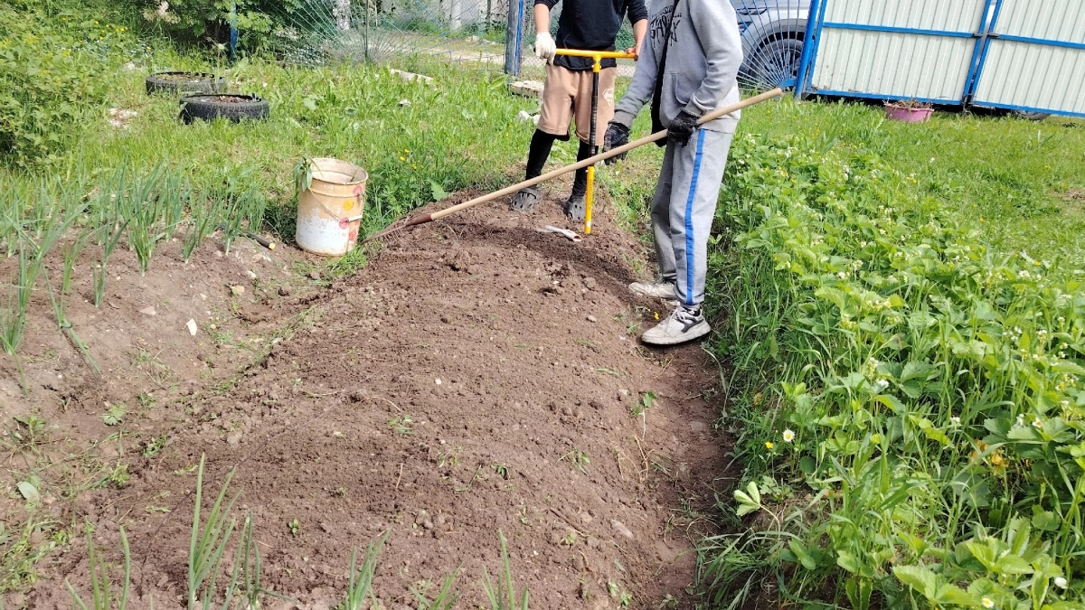 В июне покупаю сразу 5-6 пачек соды — за 200 рублей спасаю сад от мучнистой росы, тли, муравьёв и сорняков