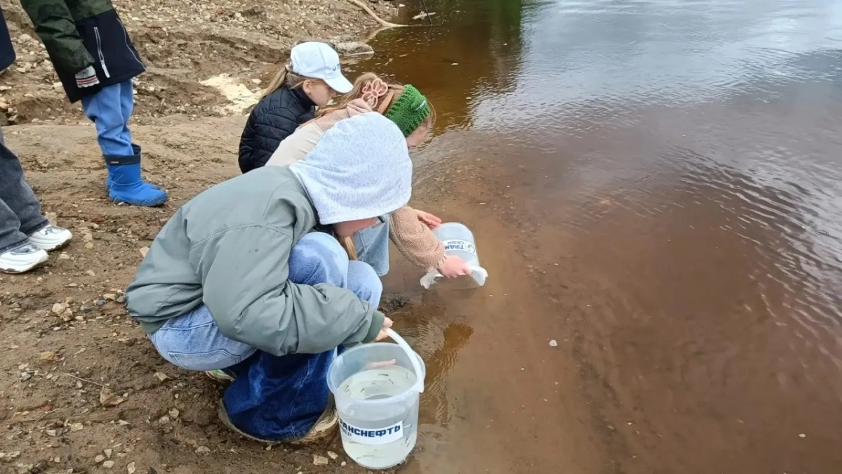 В одном из водоемов Коми выпустили 1,2 миллиона личинок ценной промысловой рыбы