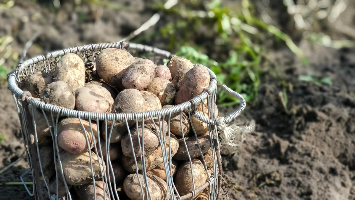 Картофель в Коми подорожал на 9% за неделю