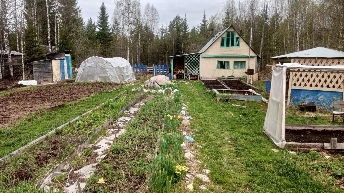 Успейте до 20 июля: какие овощи ещё можно посеять на огороде, чтобы собрать второй урожай за лето