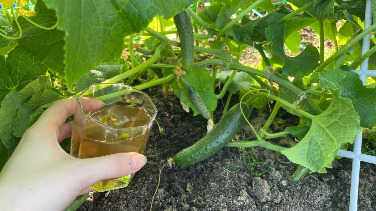 По стакану под куст — и огурцы плодоносят как бешеные: 3 лучшие летние подкормки для дачников