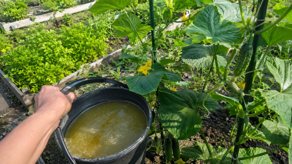 Обычной водой огурцы в конце июля уже не поливаю: добавляю питание для второй волны урожая