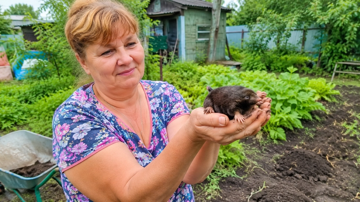 Не ультразвук и не бутылки: садовод Туманов назвал 3 способа прогнать кротов — один считается самым гуманным
