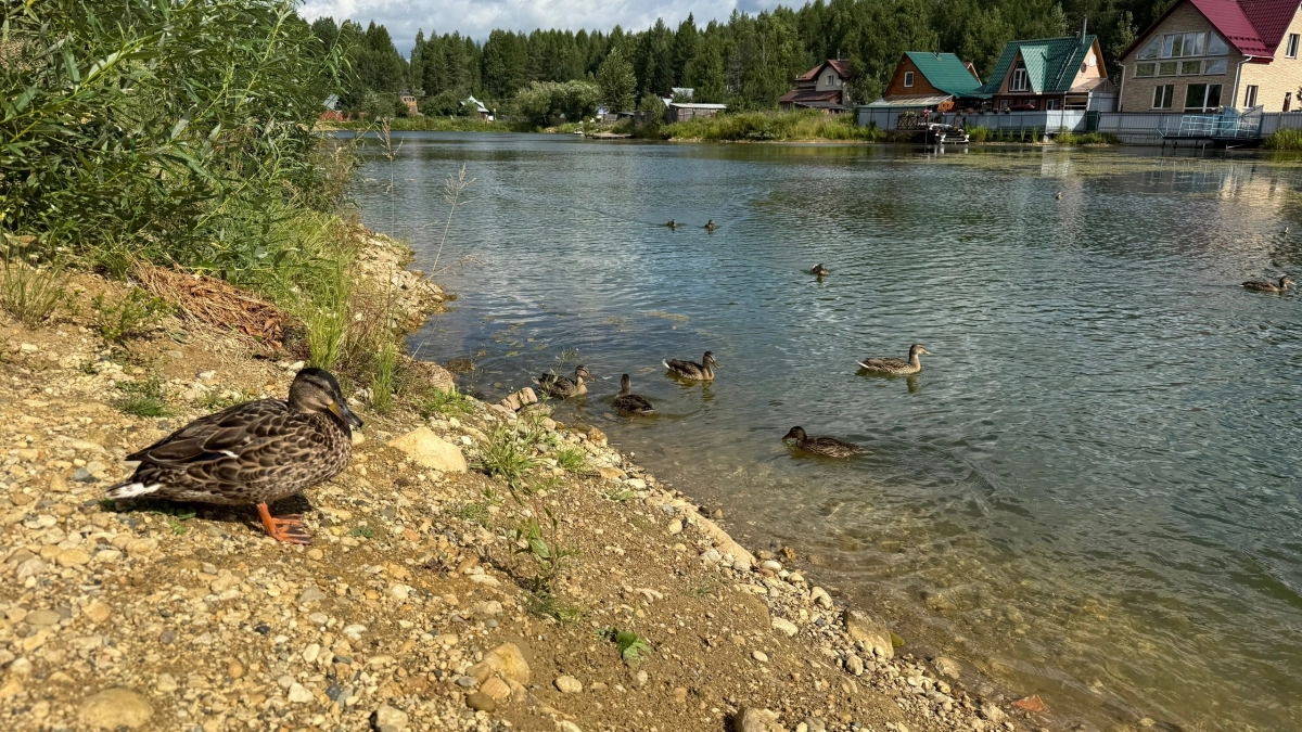 Погода в Коми 21 августа порадует теплом, но принесет дожди