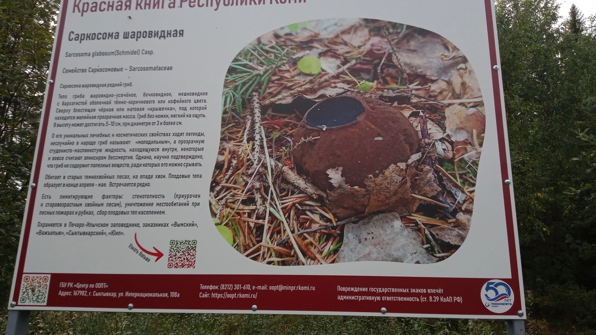 В Коми установили стенд о редком краснокнижном грибе
