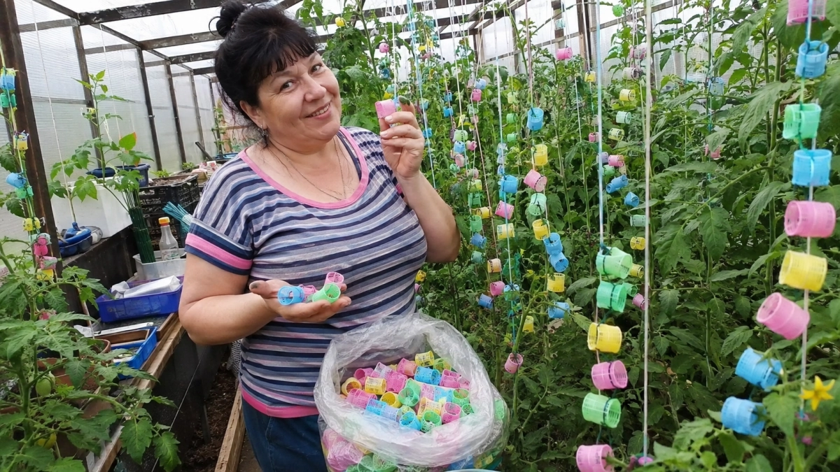 Бигуди скупаю пачками, но волосы на них не кручу: в теплице оказались полезнее садовых зажимов