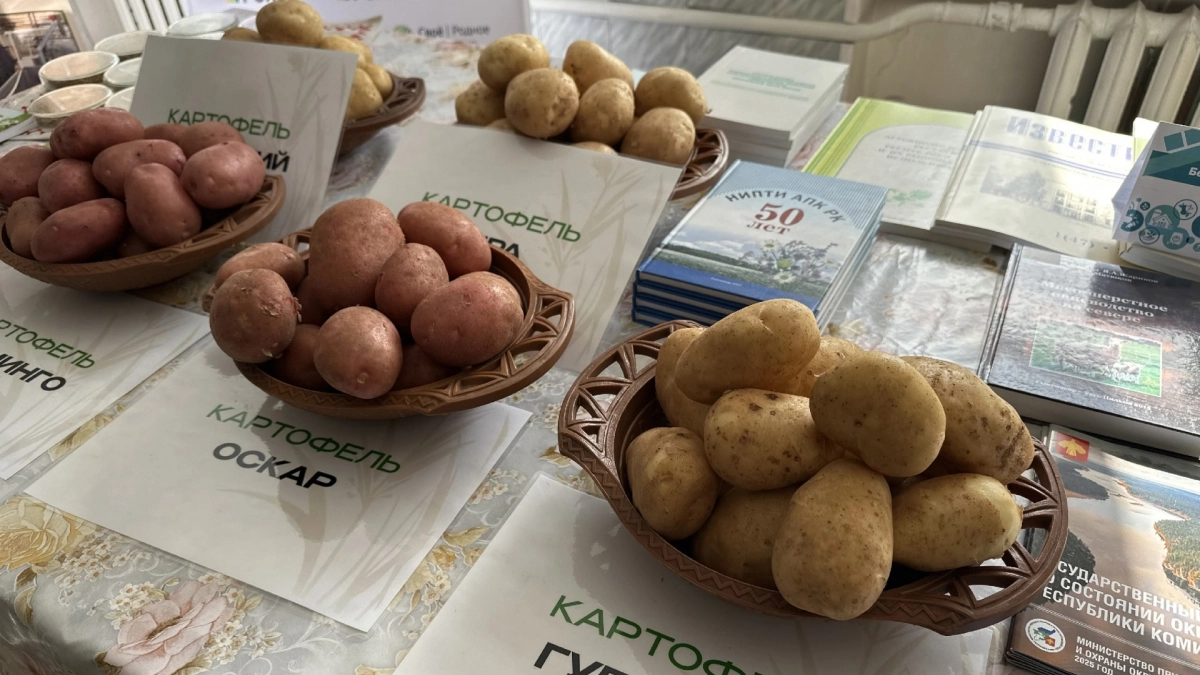 В Минсельхозе Коми рассказали, как получить до 93% идеального картофеля в северном климате