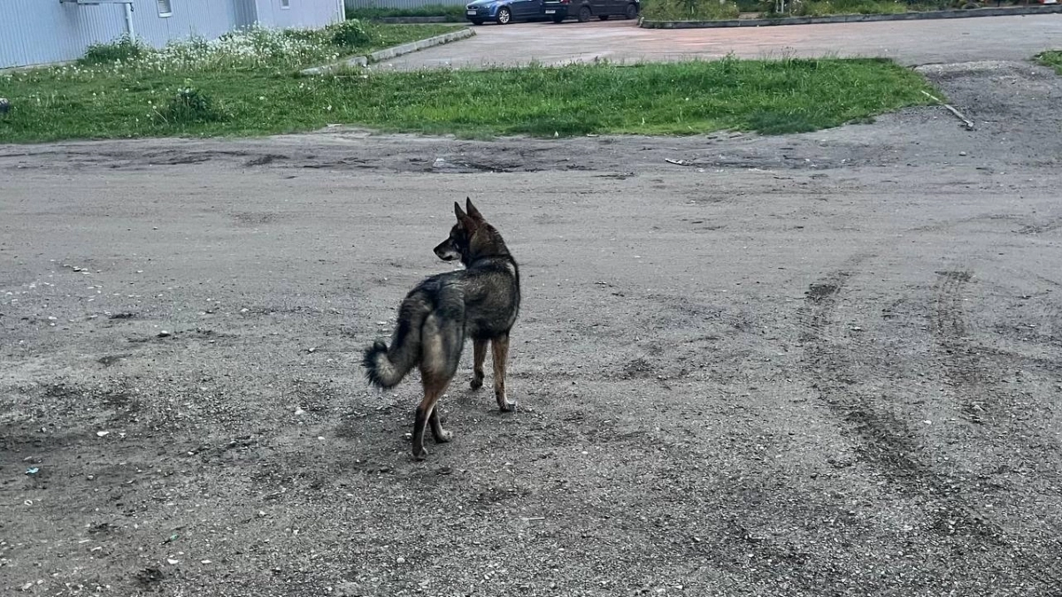 В Коми чиновника будут судить за бездействие при отлове агрессивных собак