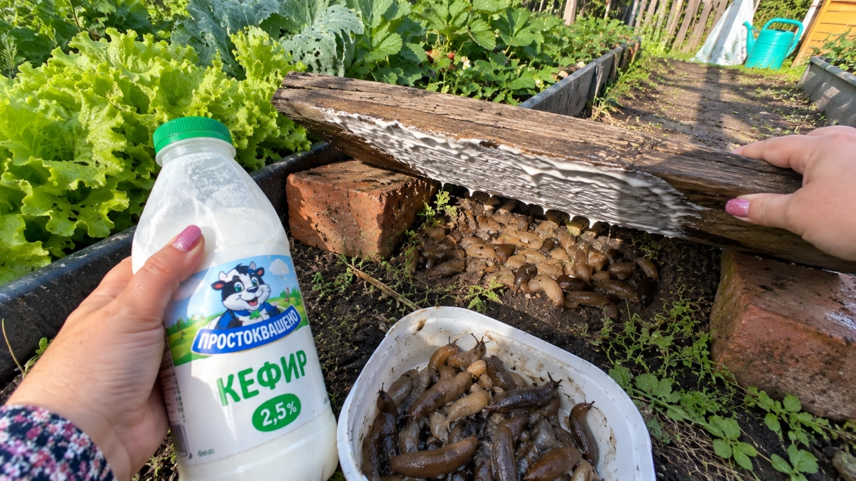 Старую доску мажу кефиром и ставлю на кирпичи: к утру слизни сами собираются под этим «дачным навесом»