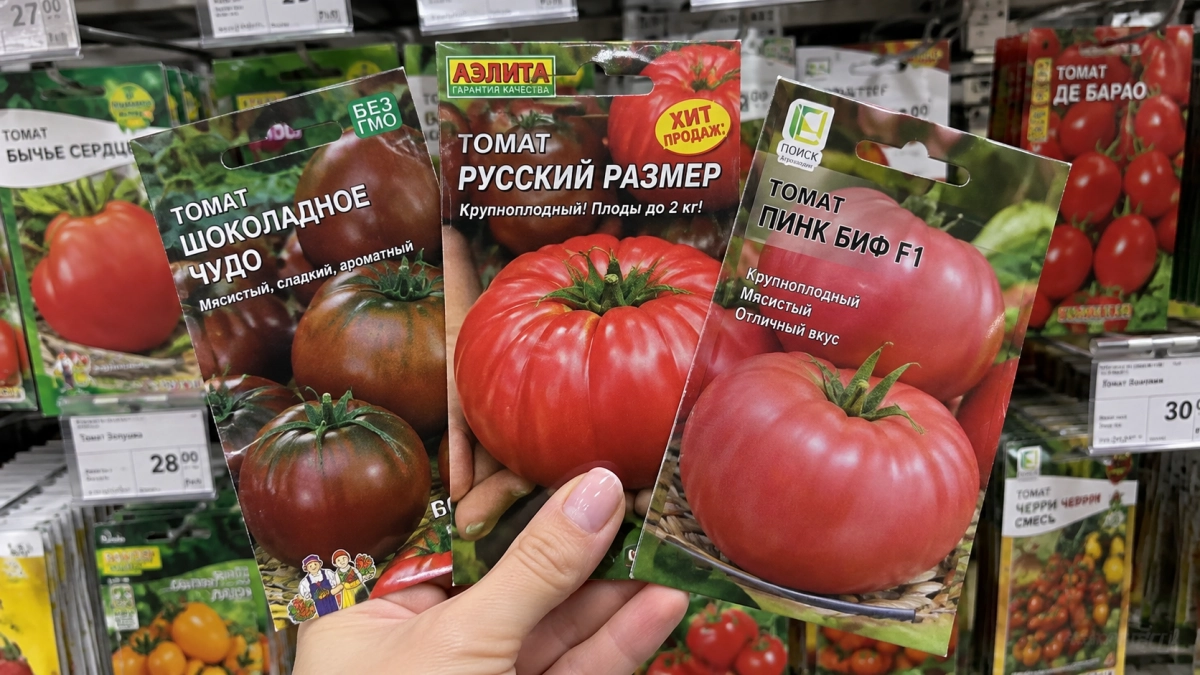 Семена томатов скупаю уже в сентябре: эти 3 сорта берегу как золото — мясистые, сладкие, вкуснее стейка