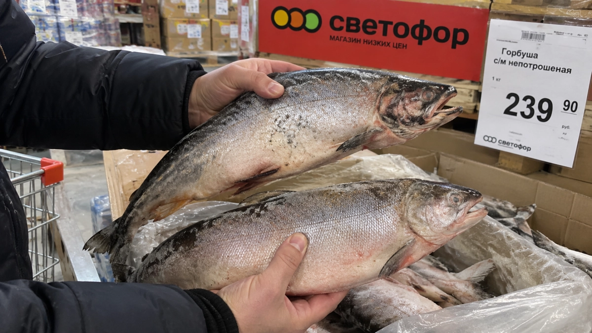 Всегда получаю икру к Новому году бесплатно: как сразу отличить самку рыбы от самца — запомните 3 признака