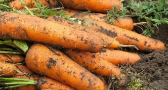 Посадите этот сорт моркови после 25 июля: рекордный урожай вам обеспечен в сентябре