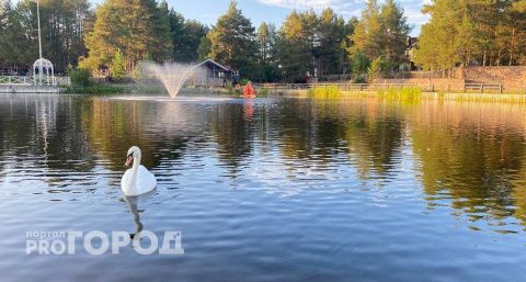 В Коми начали возвращаться краснокнижные перелетные птицы 