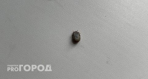 Клещи продолжают держать в страхе жителей Коми: власти одного из районов призывают к бдительности