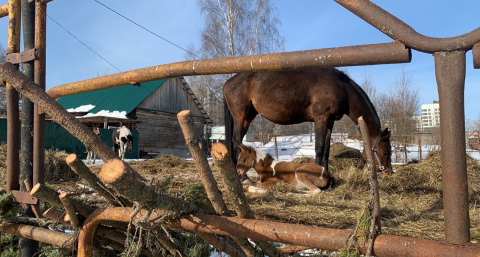 Всадники Коми меряются силами в зрелищных соревнованиях по конному спорту