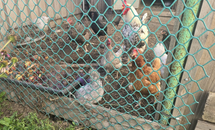 Раньше к зиме куры переставали нестись, пока я не начала делать это в ноябре. Теперь свежие яйца на столе даже в январе