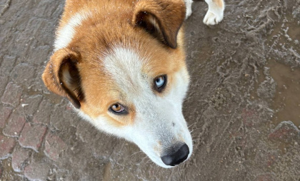 В Коми лайка напала на ребенка
