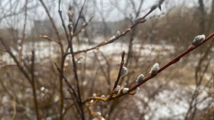 Резкое потепление накроет Коми 1 апреля