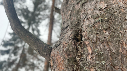 Жителей Коми ожидает резкий температурный контраст и усиление осадков 10 апреля