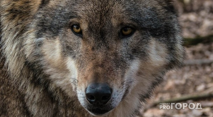 В Коми начались выплаты за добытых волков